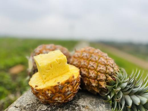 金钻凤梨 商品图6