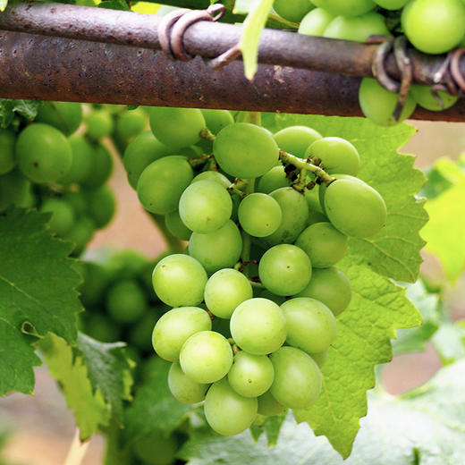 秘鲁甜地球秋天脆青提 商品图0