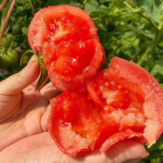 普罗旺斯水果西红柿 精品礼盒4近装 陕西泾阳原产地抢先发售 好评如潮 复购无数 商品图5