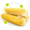 东北香甜软糯黄玉米双鸭山甜糯玉米10个/箱真空包装【龙菲精选】 商品缩略图0