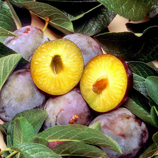 智利进口西梅J（电商款） 商品图0