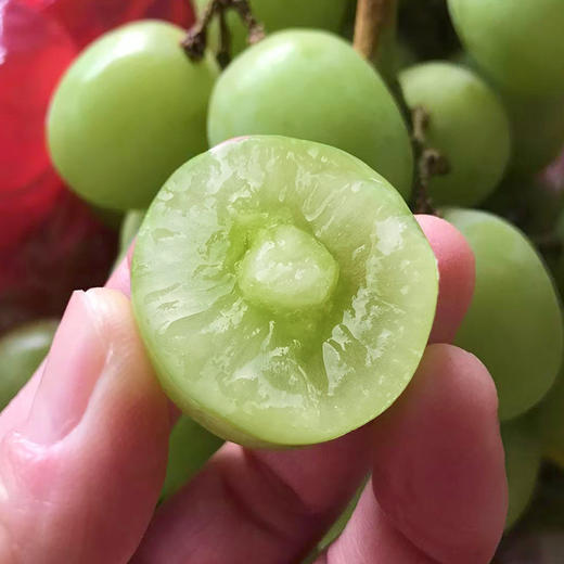 秘鲁甜地球秋天脆青提 商品图2