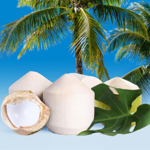 越南进口椰青 商品图0