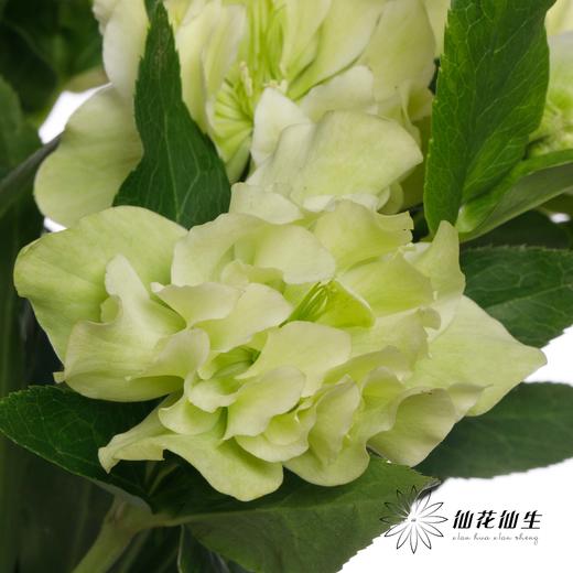 配花 | 兔葵重瓣翠绿 商品图6