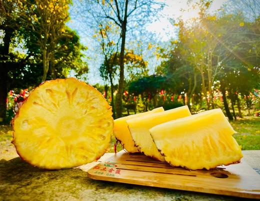 金钻凤梨 商品图0