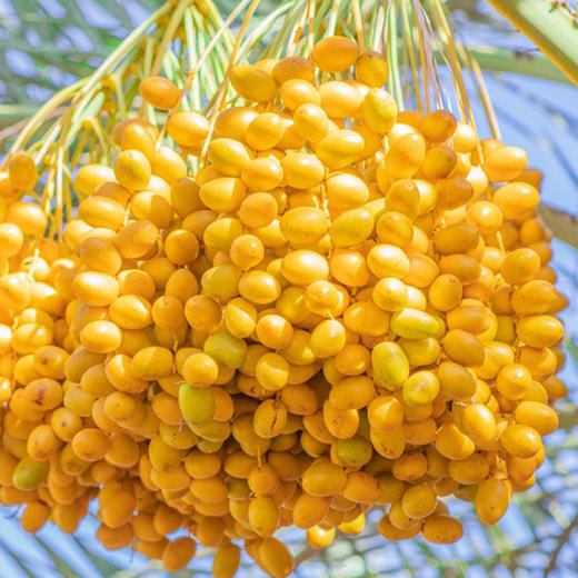 西遇三山记·椰枣 200g  免洗即食一口鲜甜 商品图1