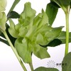 配花 | 兔葵重瓣翠绿 商品缩略图4