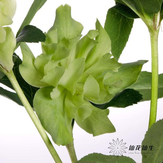 配花 | 兔葵重瓣翠绿 商品图4