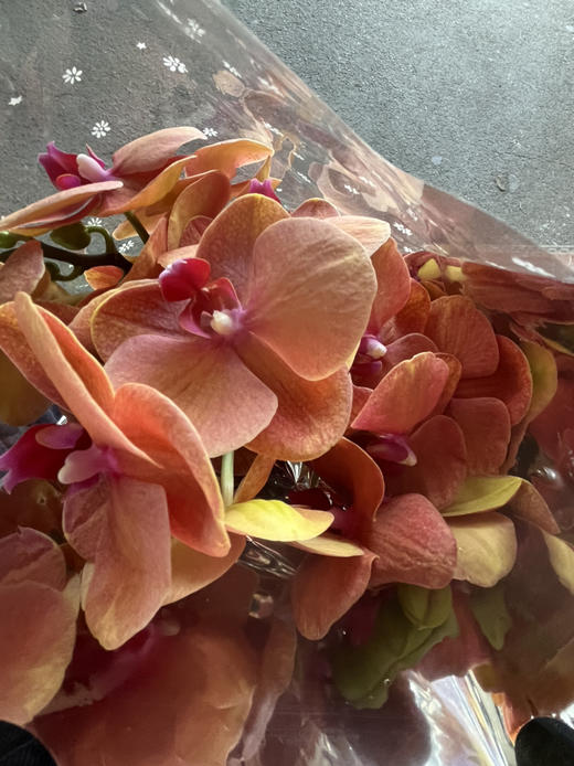 国产花材-【小蜜橘】蝴蝶兰 商品图1