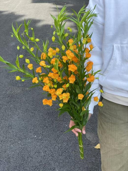 日本进口高端花材宫灯百合鲜切花 商品图2