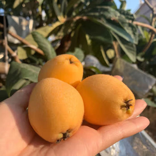 福建漳州云霄枇杷鲜果 当季新鲜时令水果（顺丰发货） 商品图1