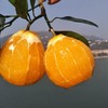 【果蔬精选】湖北秭归伦晚脐橙 享有“橙中皇后”的美誉 树上自然熟不打蜡 晚熟脐橙 果园新鲜采摘 香甜多汁 脆嫩可口 吃完汁水满手留香 商品缩略图4