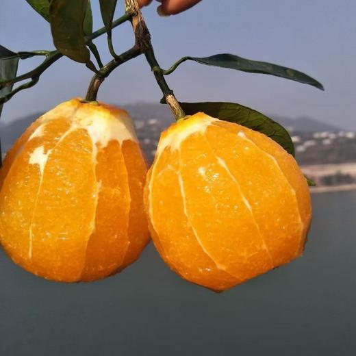 【果蔬精选】湖北秭归伦晚脐橙 享有“橙中皇后”的美誉 树上自然熟不打蜡 晚熟脐橙 果园新鲜采摘 香甜多汁 脆嫩可口 吃完汁水满手留香 商品图4