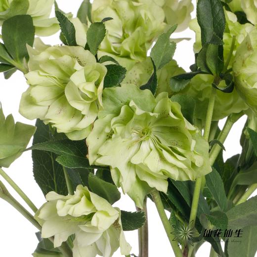 配花 | 兔葵重瓣翠绿 商品图5