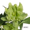 配花 | 兔葵重瓣翠绿 商品缩略图9