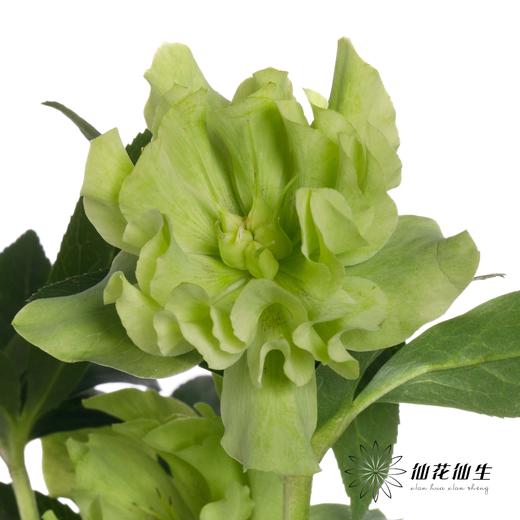 配花 | 兔葵重瓣翠绿 商品图9