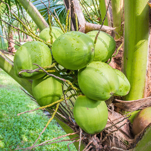 越南进口椰青 商品图1