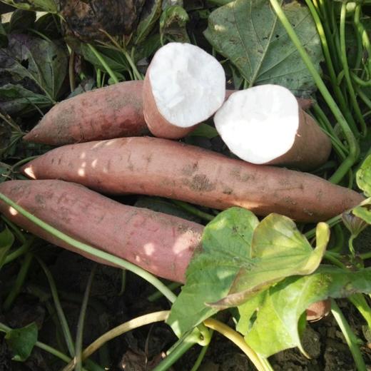 【新品上市】山东·德州 哈密牛奶冰糖薯🍠——源自农科院研发高端蜜薯品种 商品图1