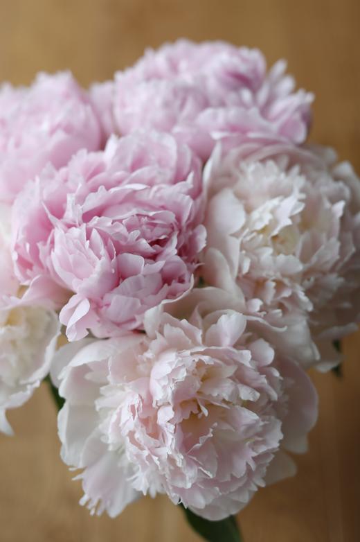 【预售！4.20起陆续发货】雪纺芍药【愿你到过世界尽头，依然好奇整个宇宙】 稀有少女粉  顺丰空运直发 商品图4