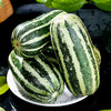山东博洋9号蜜瓜 当季水果 整箱发货 商品缩略图9