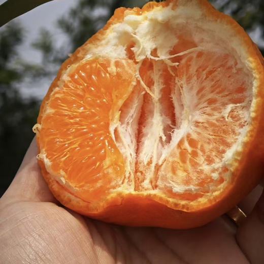 寻味优果春见🧐又到一年甜蜜春见时刻🍊——春见耙耙柑一直做顶尖🍊的领头羊口感自然是没的说[色]超完美💯 商品图1