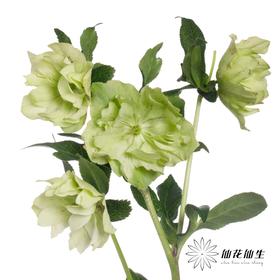 配花 | 兔葵重瓣翠绿