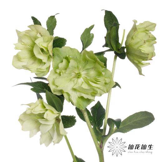 配花 | 兔葵重瓣翠绿 商品图0