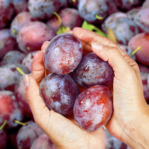 智利进口西梅J（电商款） 商品图4