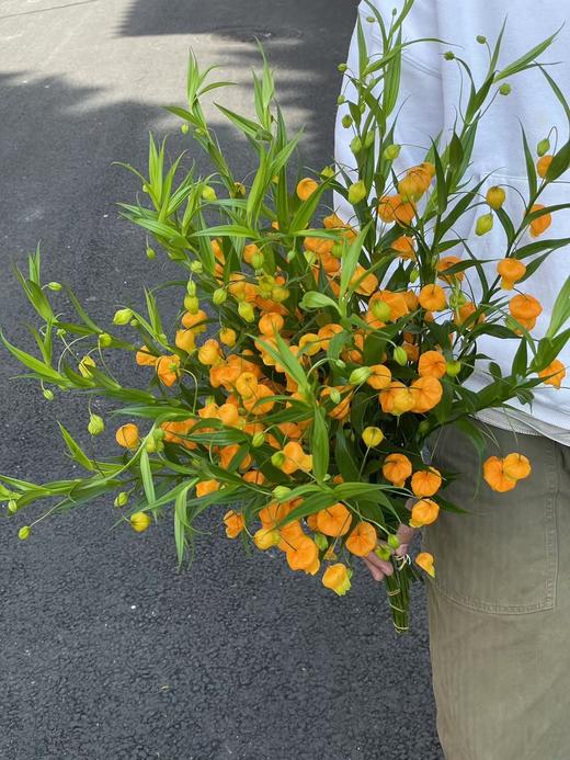 日本进口高端花材宫灯百合鲜切花 商品图1