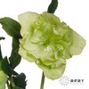 配花 | 兔葵重瓣翠绿 商品缩略图8