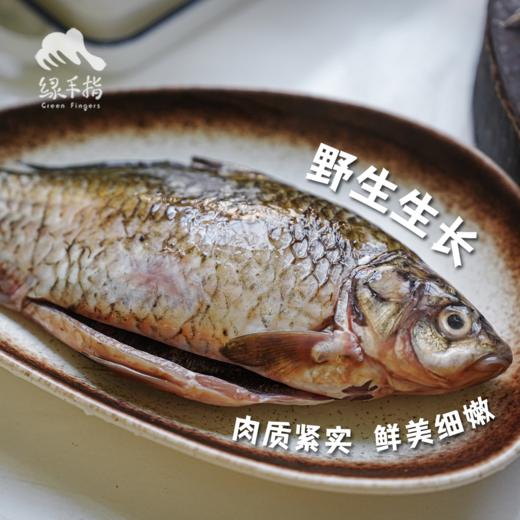 野生鲫鱼| 合作生产 * Carassius auratus | Partner Production 商品图1