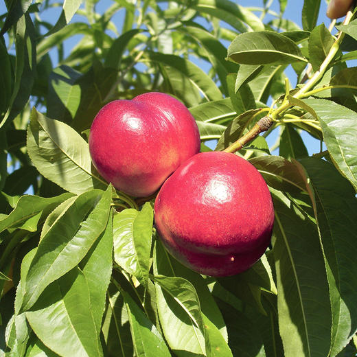 智利桃驳李原箱 52-56# 商品图1