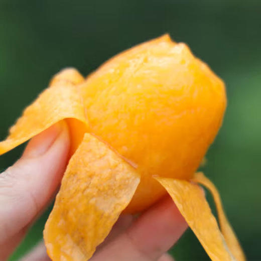 福建漳州云霄枇杷鲜果 当季新鲜时令水果（顺丰发货） 商品图3