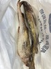 냉동명태/동태  두마리 (1200g좌우） 冷冻新鲜整条明太鱼 2条（2斤半左右） 商品缩略图2