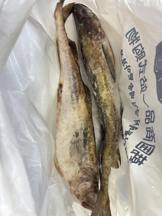 냉동명태/동태  두마리 (1200g좌우） 冷冻新鲜整条明太鱼 2条（2斤半左右） 商品图2