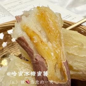 【新品上市】山东·德州 哈密牛奶冰糖薯🍠——源自农科院研发高端蜜薯品种