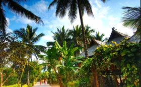 全新升级尊享西双版纳！住安纳塔拉+铂尔曼！科普导师+旅拍！中科院植物园/大象洗澡/傣寨...