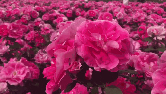 收起比手机小，撑开一米大！风吹不翻，晒不易黑！揣兜就走，比手机还轻！ 