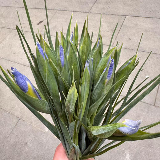 鸢尾.诺法蓝（浅紫） 商品图3