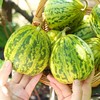 【绿宝甜瓜】山东绿宝甜瓜 绿宝花美人甜瓜 3斤/5斤装 商品缩略图6