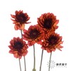 配花 | 大丽花魅力夫人 商品缩略图2