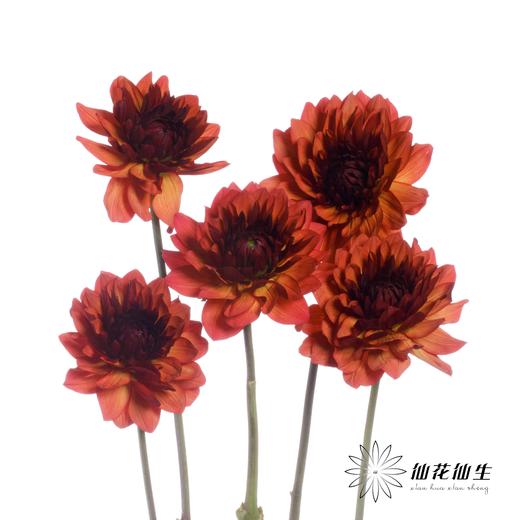 配花 | 大丽花魅力夫人 商品图2