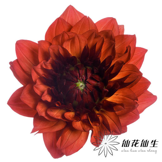 配花 | 大丽花魅力夫人 商品图0