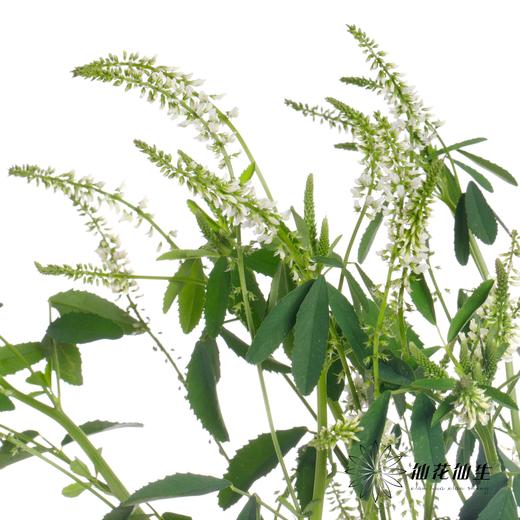 叶材 | 鼠刺 商品图2