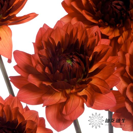 配花 | 大丽花魅力夫人 商品图1