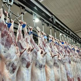 【顺丰/京东】新疆羔羊肉  新疆新鲜排酸乳羔羊肉组合装  羊排+羊腿+羊蝎子 新疆发货AWJM