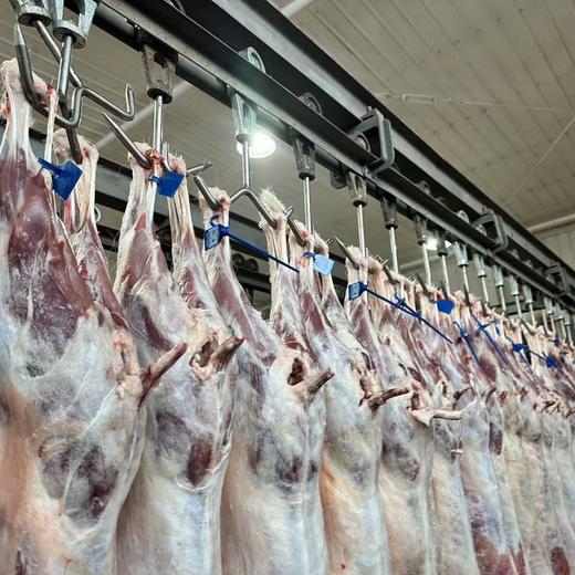 【顺丰/京东】新疆羔羊肉  新疆新鲜排酸乳羔羊肉组合装  羊排+羊腿+羊蝎子 新疆发货AWJM 商品图0