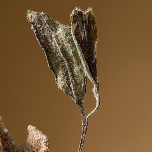 福鼎白茶 寿眉  500g/盒 商品图4