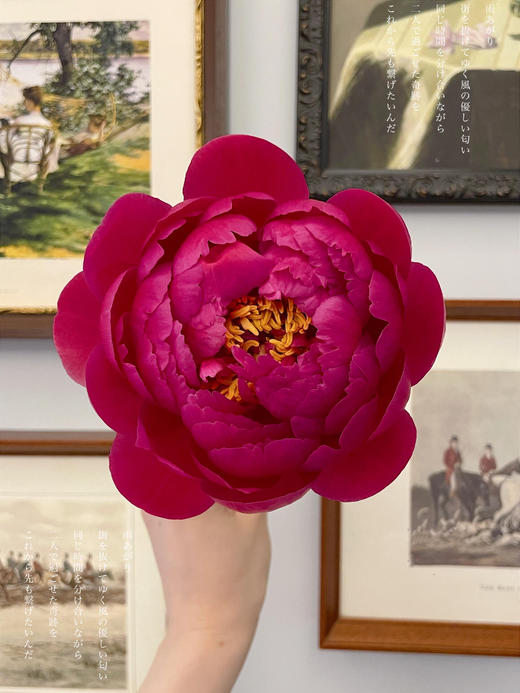 【预售！4.20起陆续发出】树莓冰沙 【人间四月天，芍药铺庭前】简小姐精选稀有渐变梅子色 树莓冰沙 2件包邮 顺丰空运 商品图6