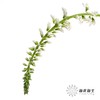 叶材 | 鼠刺 商品缩略图1